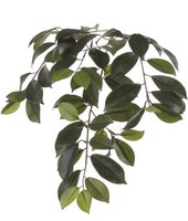 Artplants Deko Zweig Ficus Microcarpa Zweig Bhao, 65Cm