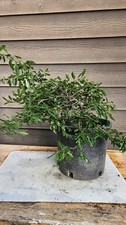 Persimmon Princess Fruit tree #2 - Great for bonsai