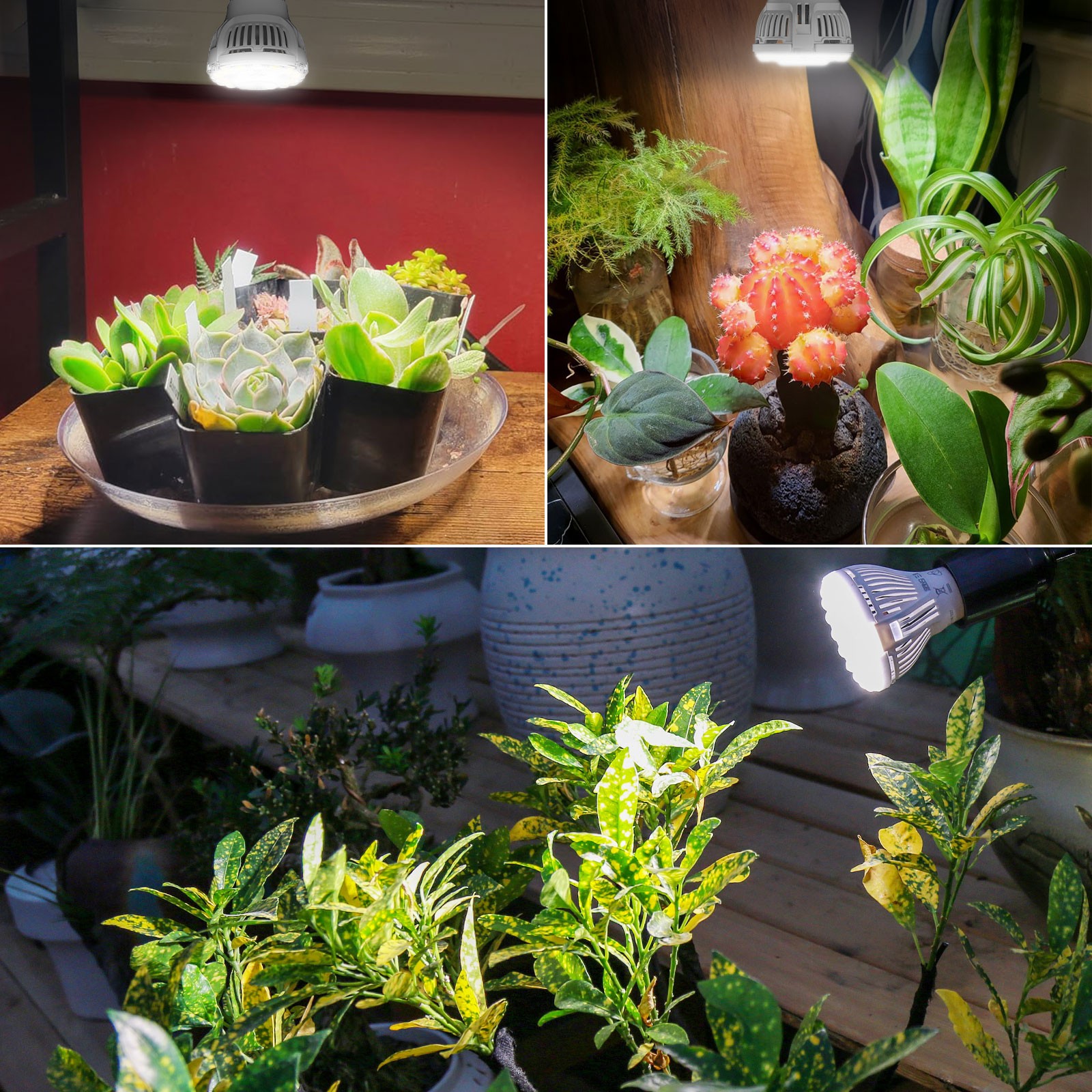 LED Grow Light Bulb 7W(60W Equivalent) Full Spectrum Houseplant 4000K Sunlight