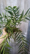 Pentasacme caudatum - Rare Rheophytic Emerse Stream Plant - Free Shipping