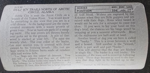 Keystone Stereo View, Dog Sled Team, Arctic Circle, Alaska, #11530 - Picture 2 of 2