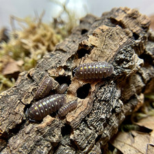TC INSECTS 15 Armadillidium klugii Pudding Isopods Live Bioactive Clean Up Crew
