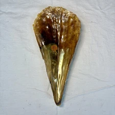 10” x 5” LARGE Atrina Tuberculosa Pen Shell Mollusk Seashell - Shellac Glaze