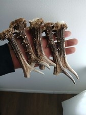 203..KNIFE HANDLE MATERIAL.ROEBUCK  HORN BLANKS.(NATURAL).