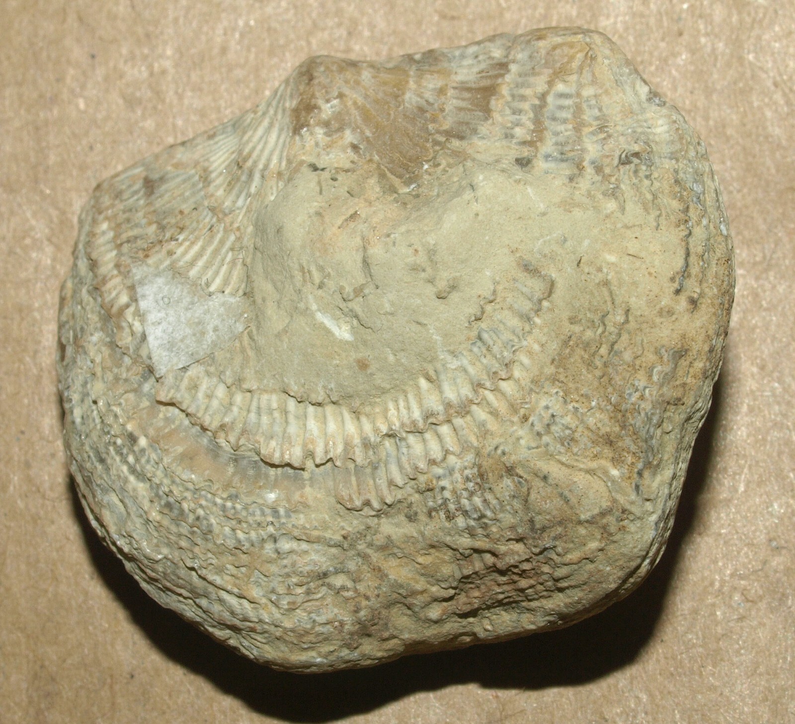 Picture 5 of 11