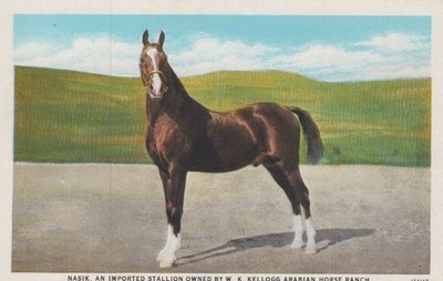 Nasik - Imported Stallion - W.K. Kellogg Arabian Horse Ranch- Unused/Unposted