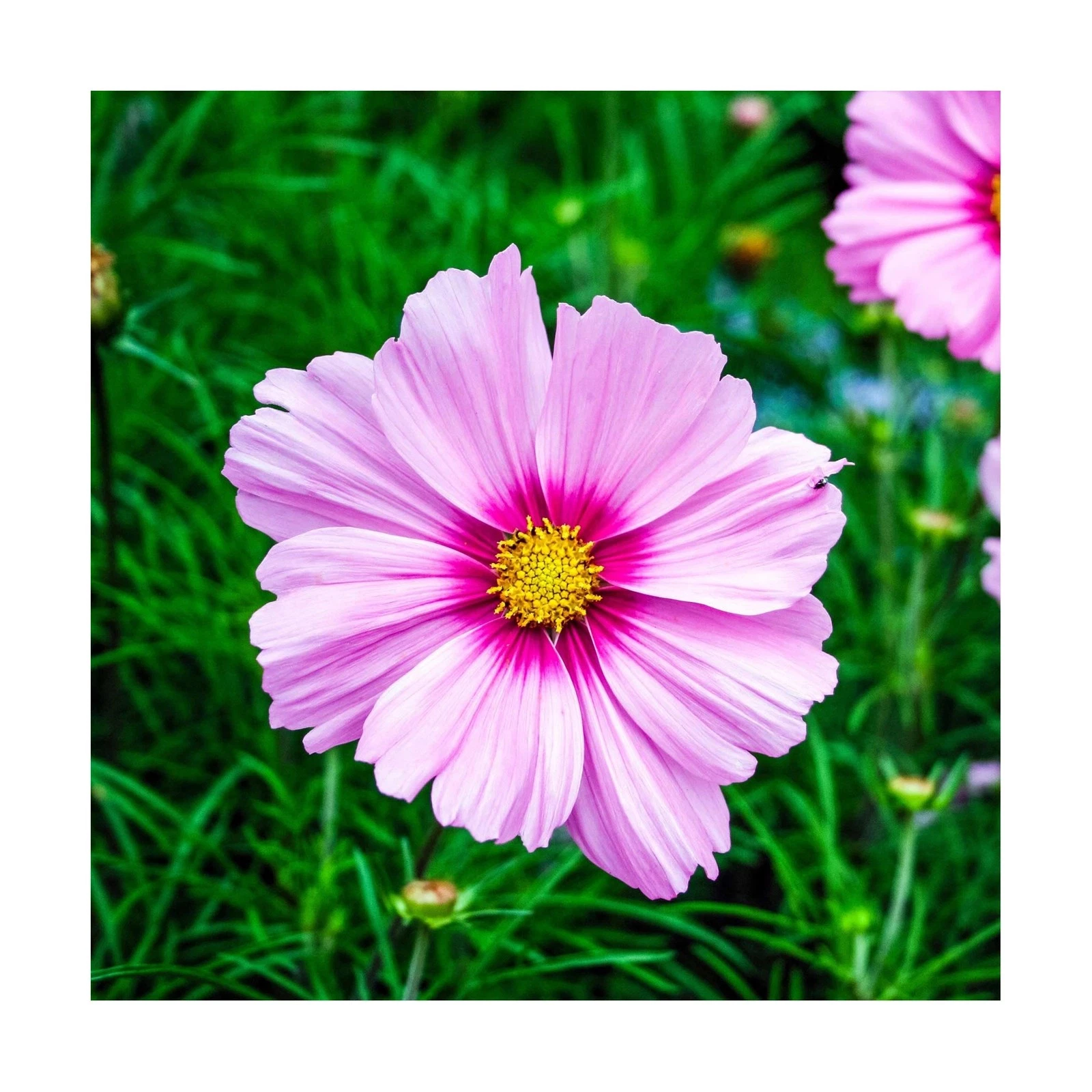 Eden Brothers Cosmos Seed Mix - Thumbnail 2