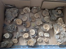 28 St&uuml;cke mit kleinen Ammoniten Dactylioceras aus Schlafhausen (Deutschland)