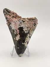 4" megalodon shark tooth fossil with display stand authentic unrestored