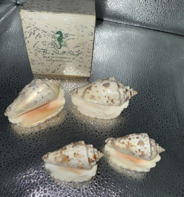 Vintage box 4 SEA SHELLS - The Shell Shop 188 Commercial St. Provincetown, Mass