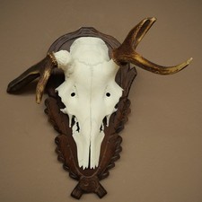 Rothirschgeweih abnormer Hirsch Hirschgeweih Geweih geschnitztem Troph&auml;enschild