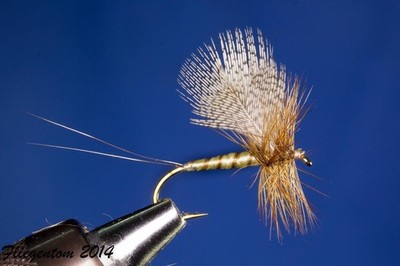 Fliegentom Trockenfliege - 3 Stück Helle Maifliege mit Fächerflügel