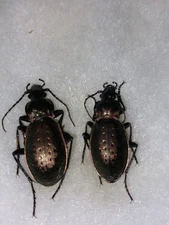1 Pair Carabus (Orinocarabus) fairmairei  ssp. fenestrellanus.  Carabidae,