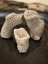 3 Pieces of authentic Fossile Coral,Solenastrea hyades, Cniderian.  