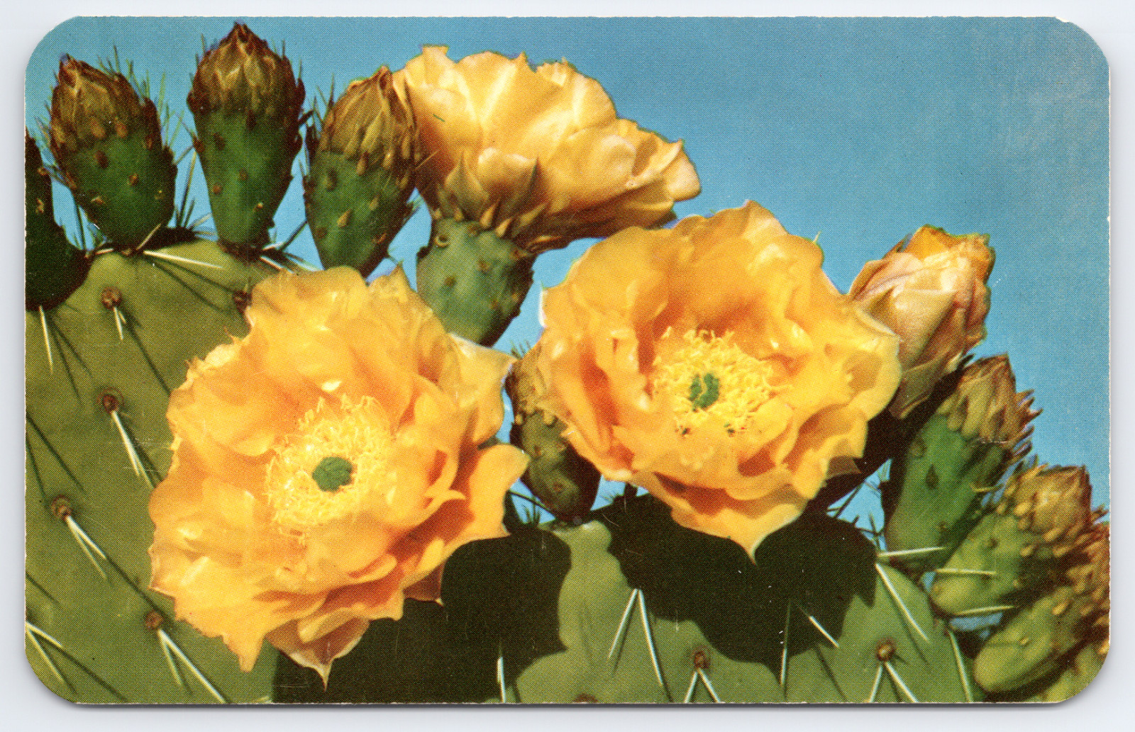 Vintage Prickly Pear Cactus Postcard