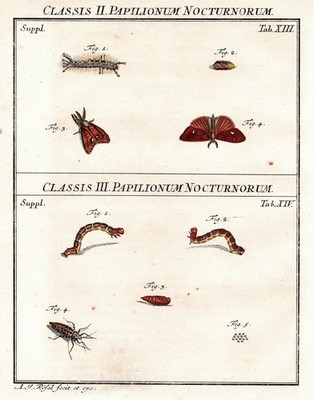 moth Caterpillar Nachtfalter Tab XIII engraving Kupferstich Rösel Rosenho 345758