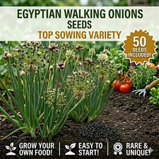 50 Egyptian Walking Onion SEEDS ~  Perennial Seeds  Top sets Heirloom