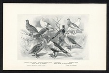 Urogallo o perdices, ilustración animal de caza americano, impresión de caza 1898