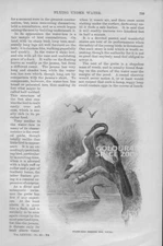 SNAKE BIRD FEEDING HER YOUNG 1889 ART ILLUSTRATION PRINT 