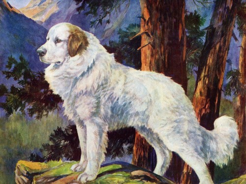 1930s Antique Great Pyrenees Print N S Langley Pyrenees Wall Art Decor 6075n