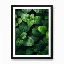 Close Up Of Mint Leaves Art Print Framed Wall Art Poster Canvas Print Picture