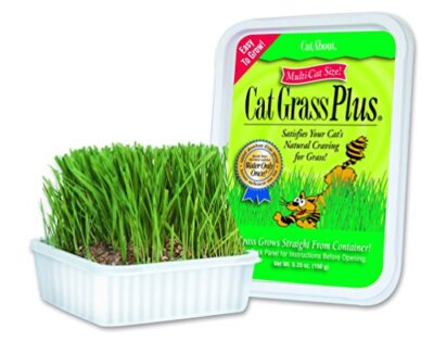 Miracle Care Cat-A'bout Cat Grass For Indoor Cats, oz Cat