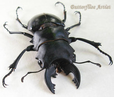 Real Stag Beetle Odontolabis Alces Taxidermy Framed Entomology Shadowbox