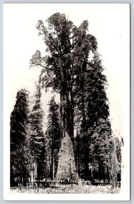 Vintage California Postcard Sequoia General Sherman Tree RPPC
