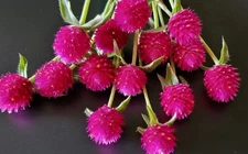 40 Gomphrena Carmine seeds