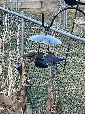 Wire Oriole Feeder Nectar Fruit Feeding Outdoor Garden Hanging Mount New