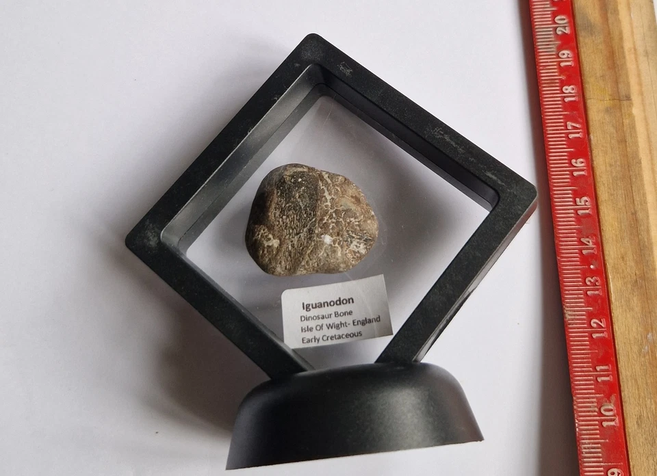 Iguanodon Dinosaur Bone ,Isle Of Wight 3.5cm - In Floating Frame - Image 3 of 3