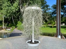 Live Spanish Moss Tower - Tillandsia Hanging Air Plant - Living Sculpture