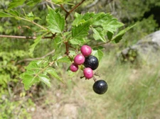 1-1000 PCS Pepper Vine Tree Seeds Ampelopsis Arborea Red Black Srub Vine 0168
