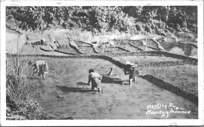 Philippines PI Planting Rice Mountain Province c1940s RPPC Photo Postcard A94