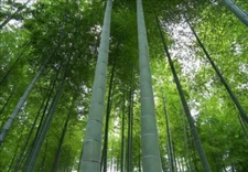 MOSO Bamboo Seeds - Phyllostachys edulis - Hardy Rare Privacy Screen 100-400