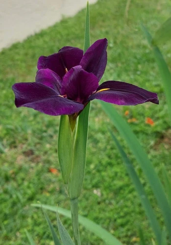 Gamecock Louisiana Iris