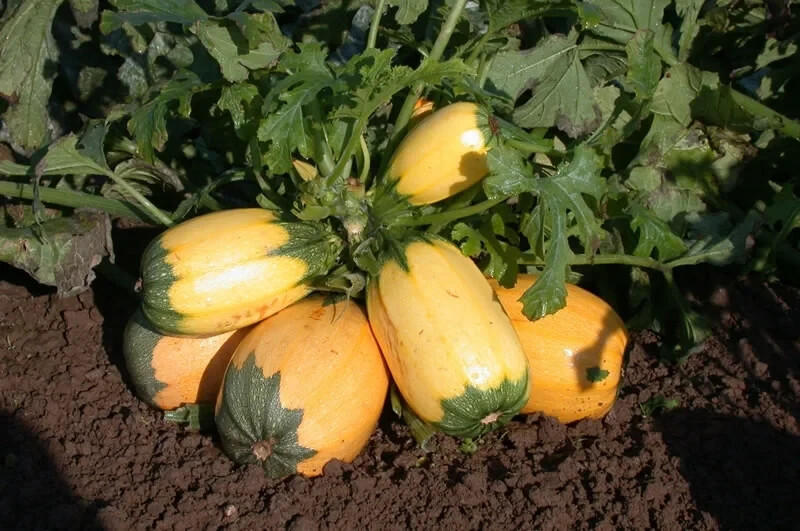 5 semillas de calabacín "espaguetis", variedad antigua muy sabrosa