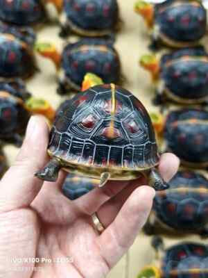 Yellow-margined Box Turtle Animal Model Cuora Flavomarginata