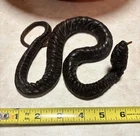Hasbro GI  Joe  Adventure  Team Training  Center  Coils  of  Doom  Snake Broke