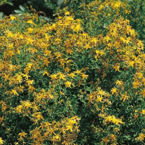 Herb & Veg Seeds - Large Variety - Grow your own - Free P & P - Up to 20% Off - Picture 69 of 136