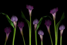 Purple Calla Lilies Photo Photograph Cool Wall Art Print Poster 24x16