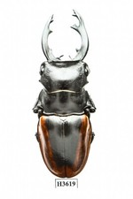 INSECT - H3619. Lucanidae: Odontolabis cuvera ssp.- BIG 87MM, FREAK, VIETNAM