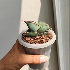 Real Pict Sansevieria Banana Rare Uniqe Snake Plant