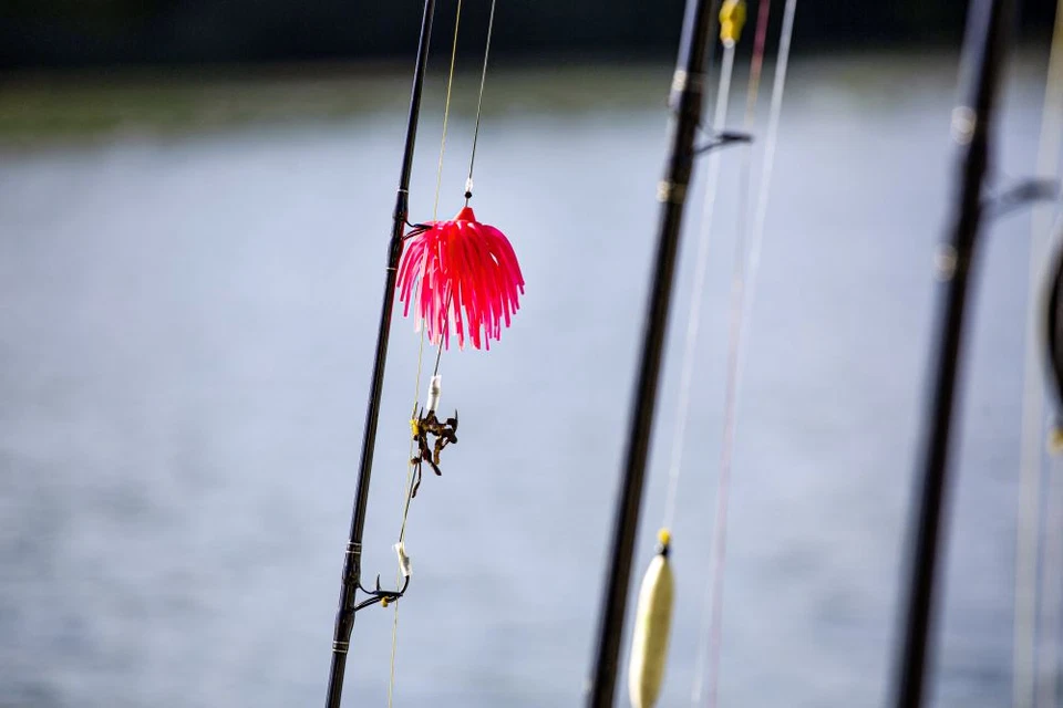 BLACK CAT REAL WORM TEASER Gelb Pink Real Worm Waller Wels 80g 120g 160g - Bild 3 von 4