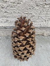 Large Coulter pine cones, Enormous 6" to 8" long, up to 7" wide.(only one piece)