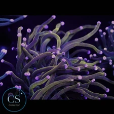 CS Rapunzel Gold Torch - WYSIWYG LIVE CORAL