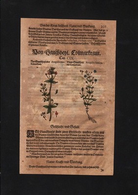 1580 - Gauchheil Anagallis arvensis herbs Herbal Kräuter Kräuterbuch Mattioli