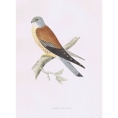 VÖGEL kleiner Turmfalke - handkolorierter antiker Druck 1891 von Rev FO Morris