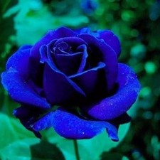 120 Exotic Rose Seeds for Planting Hybrid Rare Perennial