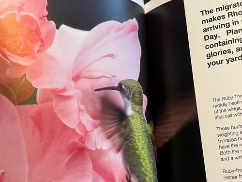 RUBYTHROATED HUMMINGBIRDS PHOTO Book By Disabled American Veteran - Picture 4 of 11